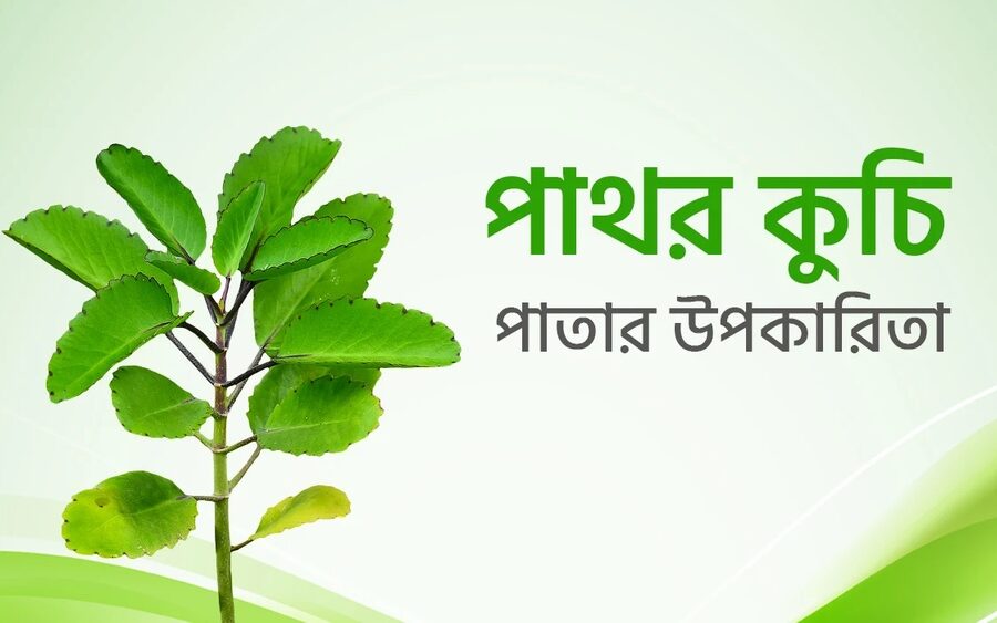 পাথর কুচি পাতার উপকারিতা