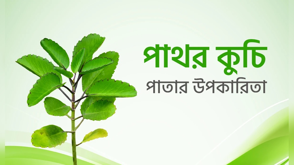 পাথর কুচি পাতার উপকারিতা