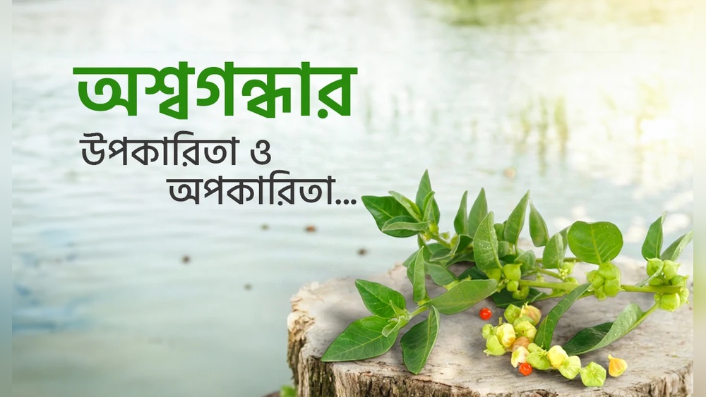 অশ্বগন্ধার উপকারিতা ও অপকারিতা